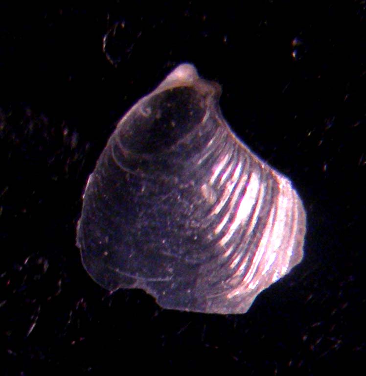 aplysidae????